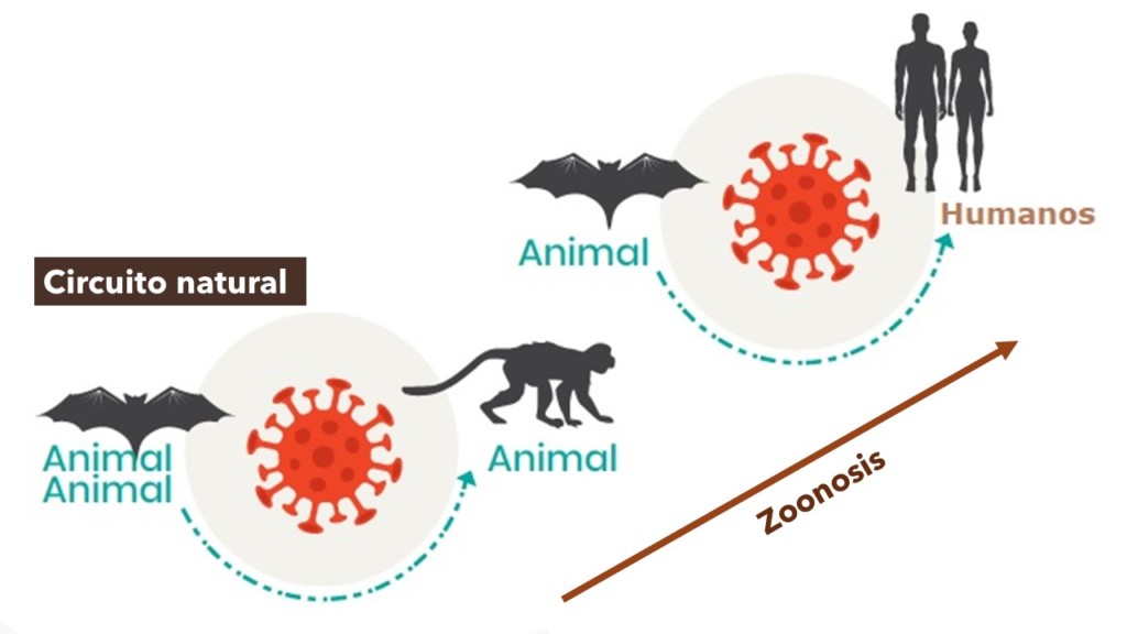 Zoonosis - coronavirus